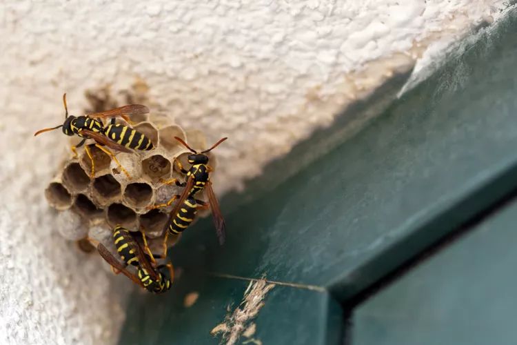 Wasp Nest Removal in Toronto: Protect Your Home and Enjoy a Sting-Free Summer